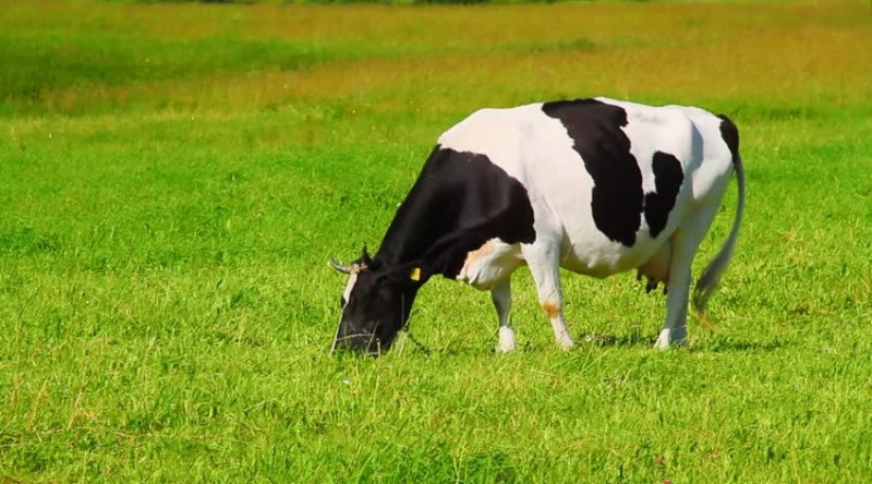 Burger King сповільнить зміна клімату за допомогою нової дієти для своїх корів